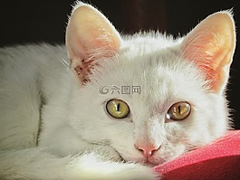 可愛,動物,哺乳動物
