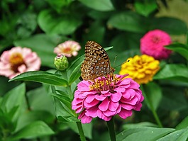 百日草,花,自然
