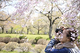花,白,花瓣
