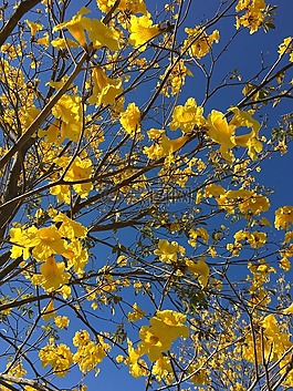 春,黃色,鮮花