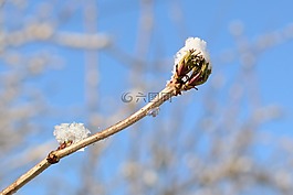 弗羅斯特,雪,開(kāi)花