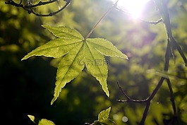 叶,枫叶,太阳