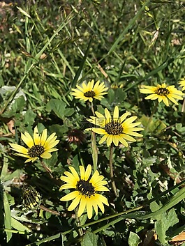雜草,雛菊,草