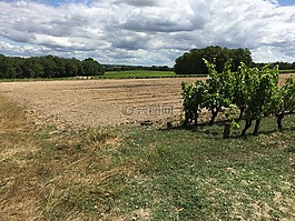 法國,winefields,目睹
