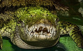 爬行動物,性質(zhì),動物世界