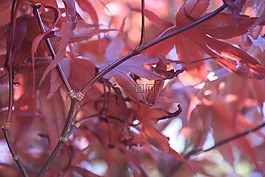 葉子,葉,紅色