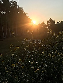 日落,花園,蔬菜