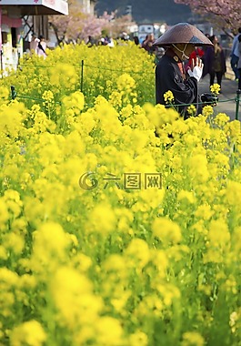 綠色,葉子,花園