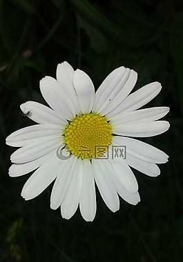 雛菊,花,關鍵詞 fotomontá?