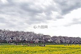 gongendo 公园,日本,樱桃树