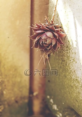 多汁,苔,花園