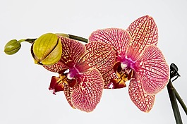 蘭花,花,性質(zhì)