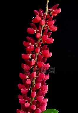 羽扇豆,倒掛金鐘,黑