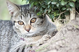 貓,動物,國內(nèi)的貓