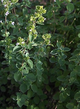 牛至,草藥,廠