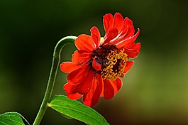 花卉,花園,植物