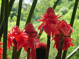 火炬薑花,植物,花朵