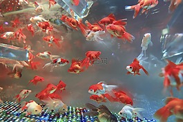 水族館,大理石,魚