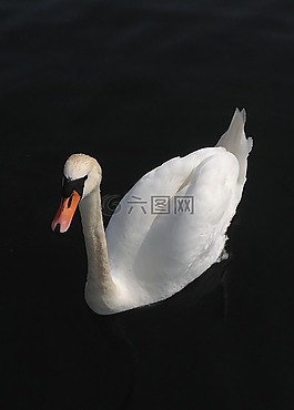 天鵝,白,水