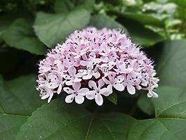 繡球花,粉色,美麗