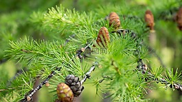 落葉松,綠黨,夏季