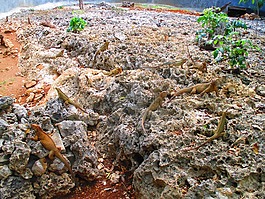 iguanidae,蜥蜴,巖