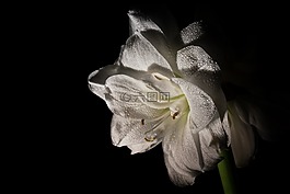 阿马丽利斯,花,关闭