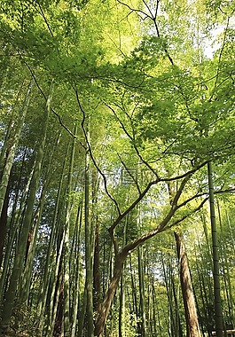 自然,伍茲,森林