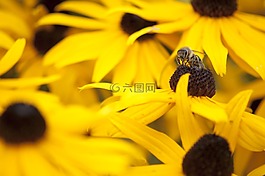 太阳帽子,蜜蜂,蜂蜜