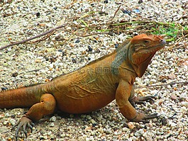蜥蜴,iguanidae,巖