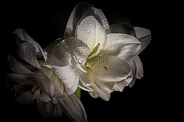 阿馬麗利斯,花,關(guān)閉