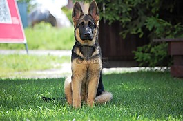 德國(guó)牧羊犬,狗,阿爾薩斯