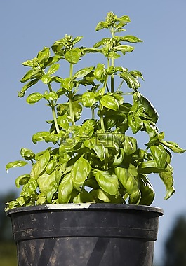 羅勒,草本植物,香料