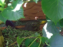 黑鳥,鳥巢,品種