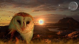 貓頭鷹,太陽,月球