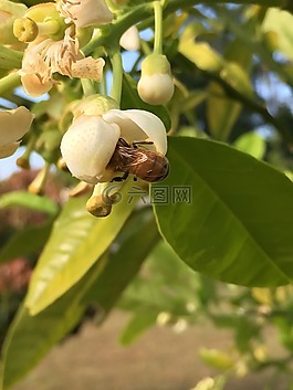 蜜蜂,柑橘,花