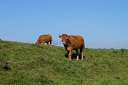 牛,動物,農(nóng)業(yè)