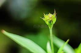 花,性質(zhì),小花。