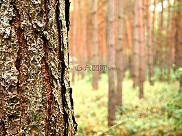 樹,森林,秋季