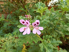 天竺葵,花,粉色