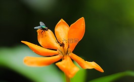 花,蒼蠅,性質(zhì)