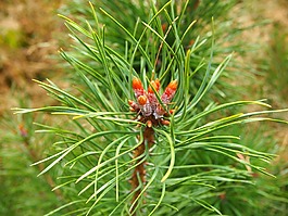 森林,草地,秋季