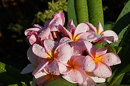 服務(wù),花,粉色