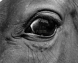 眼,馬,特寫