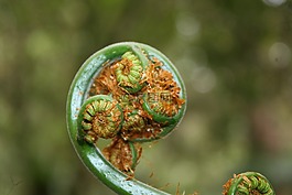 蕨類植物,自然,綠色