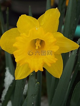 春,花,喇叭花