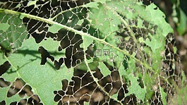 細(xì)節(jié),片,毛蟲