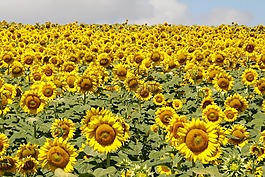 向日葵,鮮花,字段