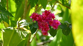 性質(zhì),廠,鮮花