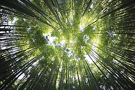 自然,景觀,伍茲